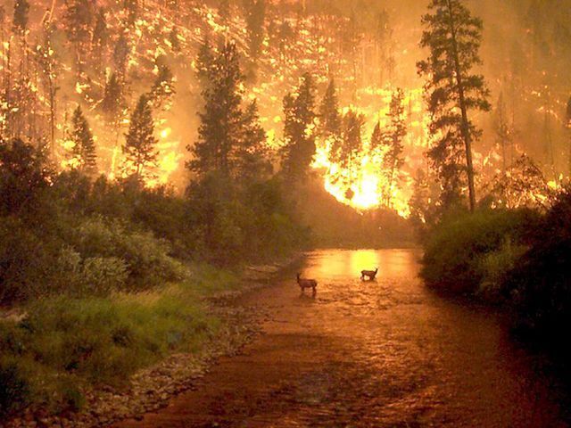 В 7 регионах Украины объявили о пожарной опасности В 7 регионах Украины объявили о пожарной опасности