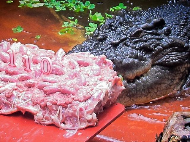 Самый большой в мире крокодил в неволе Самый большой в мире крокодил в неволе