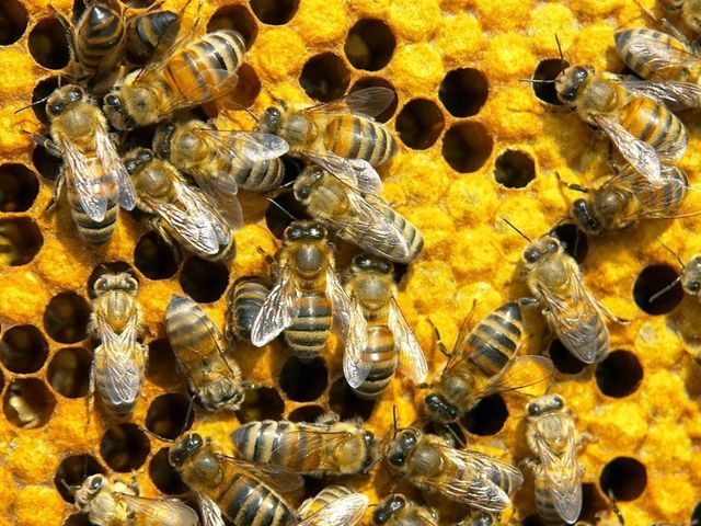 На Тернопільщині бджоли до смерті покусали чоловіка На Тернопільщині бджоли до смерті покусали чоловіка