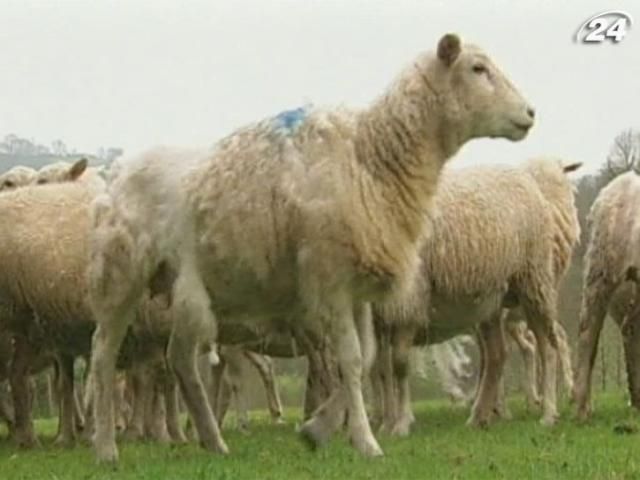 Овцы "экслана" - животные, которые сами сбрасывают шерсть