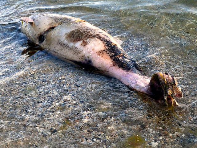 На берегу Черного моря нашли семь мертвых дельфинов