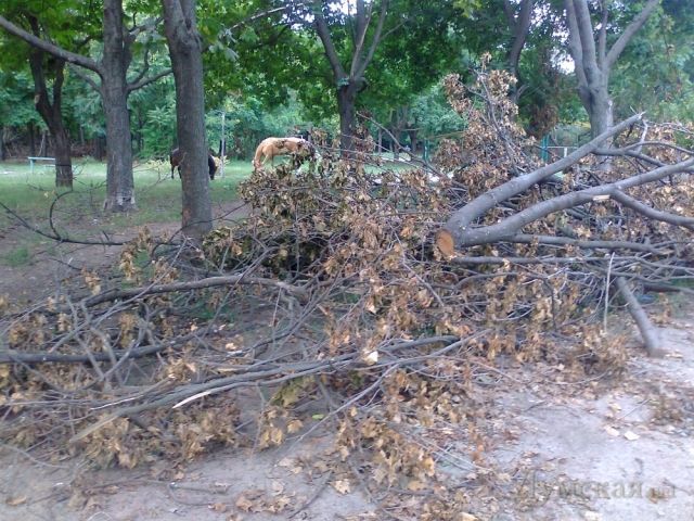 В Одесі і через місяць після урагану не все прибрано В Одесі і через місяць після урагану не все прибрано