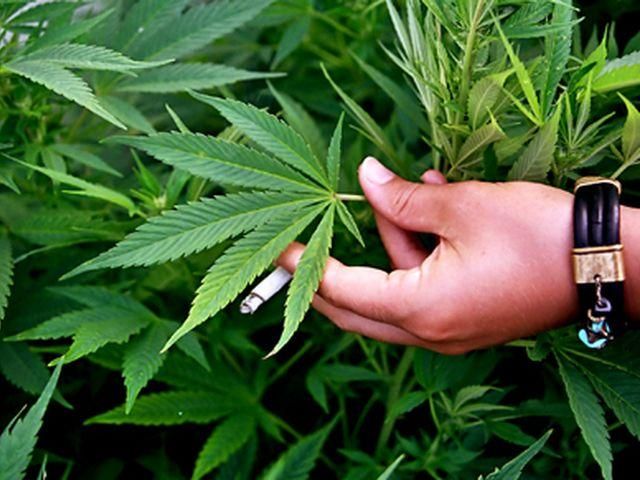 На Прикарпатье человек выращивал марихуану и продавал ее через Интернет На Прикарпатье человек выращивал марихуану и продавал ее через Интернет