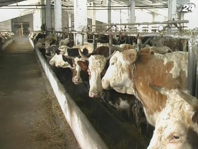 Украина за 5 месяцев увеличила производство мяса на 8,5%