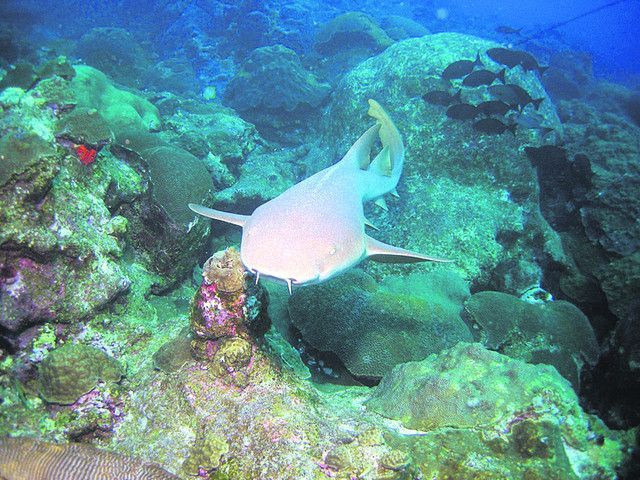 В столичном торговом центре поселилась двухметровая акула В столичном торговом центре поселилась двухметровая акула