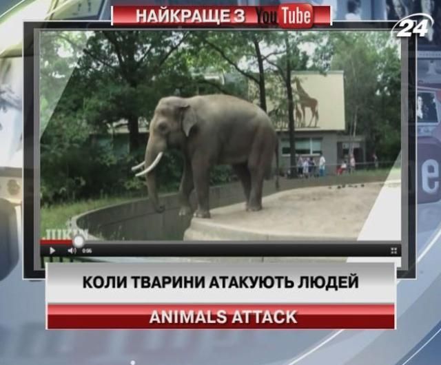 Коли тварини атакують людей