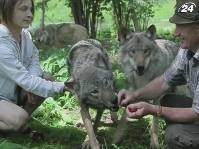 Популяция волков в Беларуси втрое превысила допустимую норму