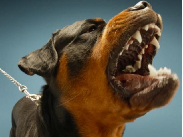 На Киевщине ротвейлер загрыз своего хозяина На Киевщине ротвейлер загрыз своего хозяина