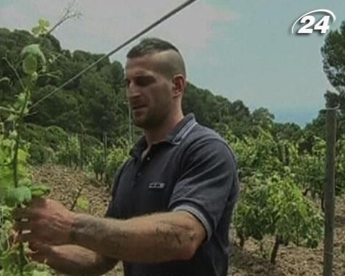 В Италии заключенные изготавливают первоклассное вино