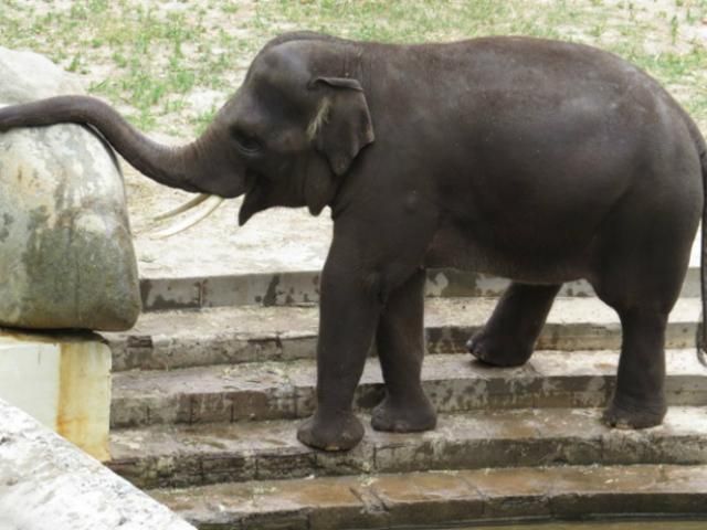 У Київському зоопарку у слоненяти психічні розлади
