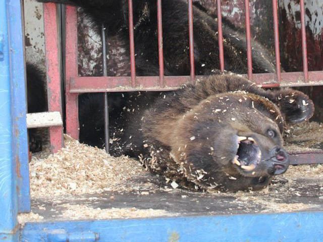 В цирке-шапито под Киевом издеваются над медведями