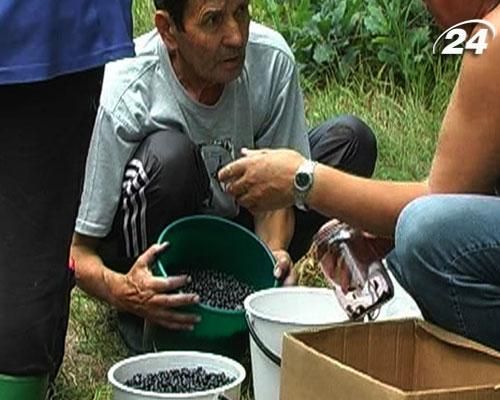 На Житомирщині "воюють" за дари лісу На Житомирщині "воюють" за дари лісу