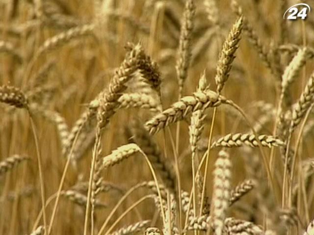 Українські аграрії зберуть менше зерна, аніж розраховували експерти