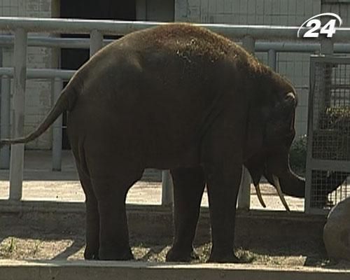 В Киевском зоопарке уверяют, что информация о болезни слона Хораса - ложная