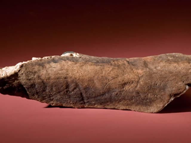 У Росії на дні ріки Волга знайшли останки мамонтів У Росії на дні ріки Волга знайшли останки мамонтів