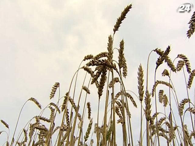 Итоги недели: Украинские аграрии ожидают рекордный урожай и... рекордные убытки Итоги недели: Украинские аграрии ожидают рекордный урожай и... рекордные убытки