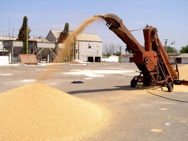Цьогорічні запаси зерна нижчі, ніж минулого року
