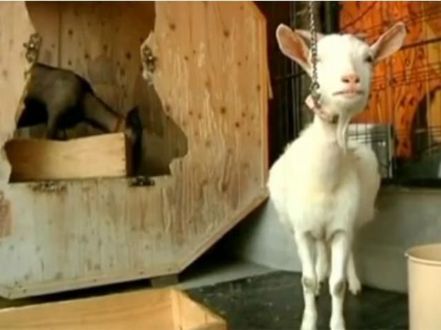 В Японии появилось козье кафе