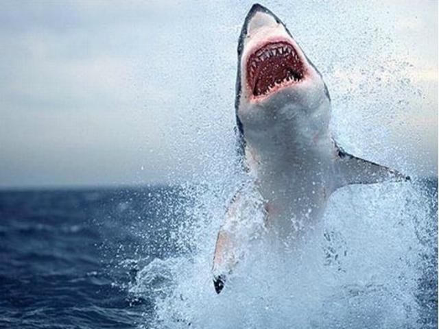 Біля берегів Франції акула загризла молоду туристку Біля берегів Франції акула загризла молоду туристку