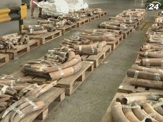 В Гонконге таможенники изъяли тысячи слоновых бивней В Гонконге таможенники изъяли тысячи слоновых бивней