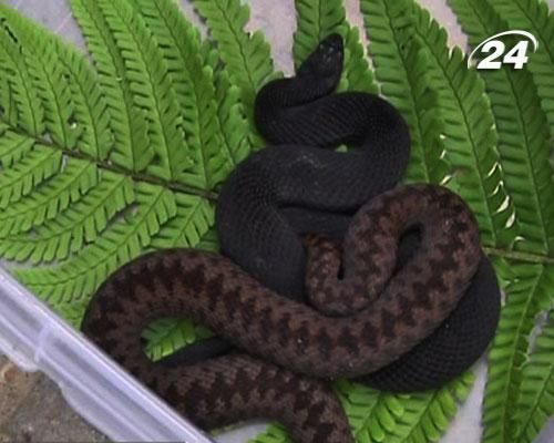 На Львівщині змії переселяються ближче до населених пунктів На Львівщині змії переселяються ближче до населених пунктів