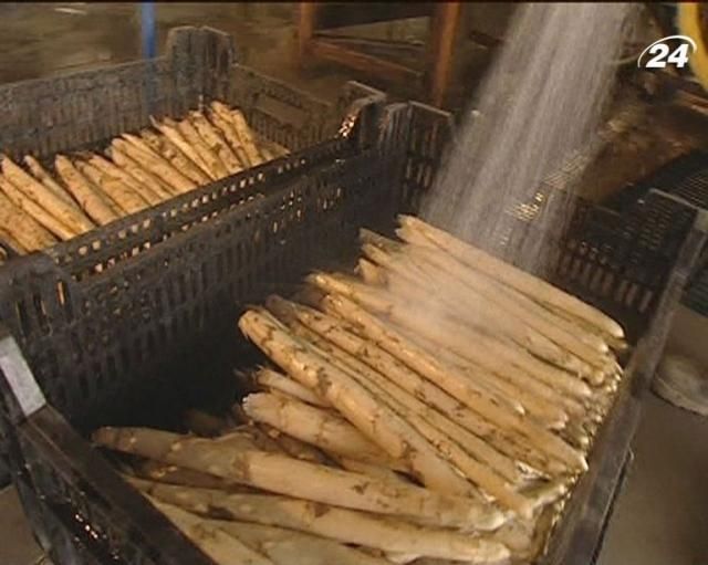 Як вирощують білу спаржу Як вирощують білу спаржу