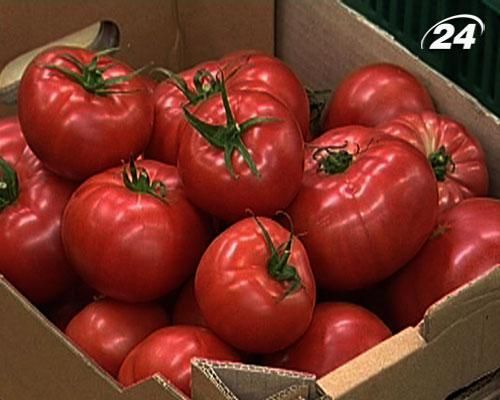 Похолодання може завдати шкоди врожаю томатів та картоплі