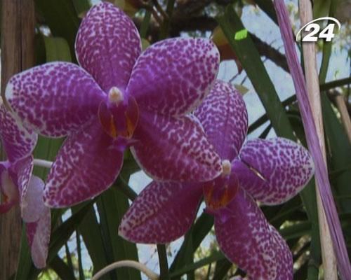 Веракрус и Каймановы острова - земли орхидей, ванили и голубых игуан