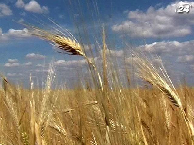 Крупним планом: Чому на землі Академії наук України так багато охочих? Крупним планом: Чому на землі Академії наук України так багато охочих?