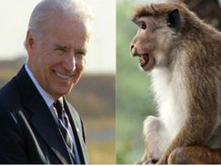 В Индии вице-президента США обезьяны забросали фруктами