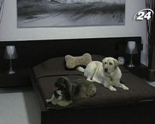 В США запустят специализированный телеканал для собак