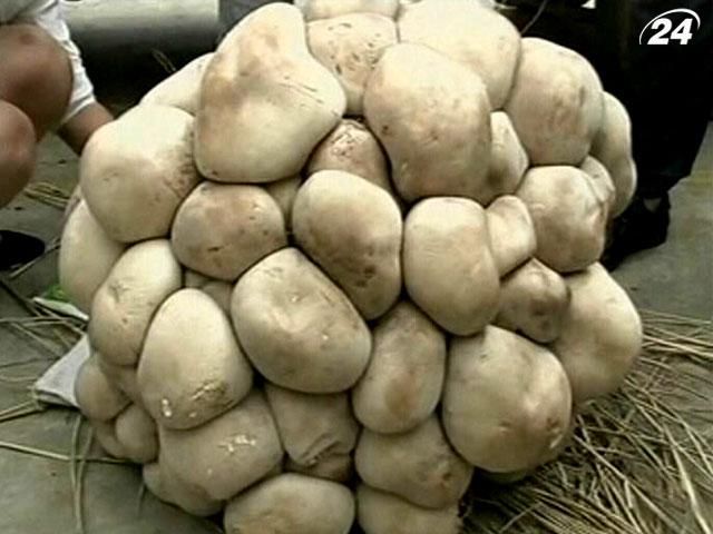 У Китаї знайшли 15-кілограмовий гриб