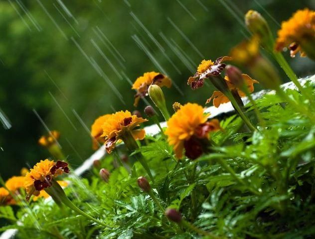 31 июля дождь охладит Украину от жары 31 июля дождь охладит Украину от жары