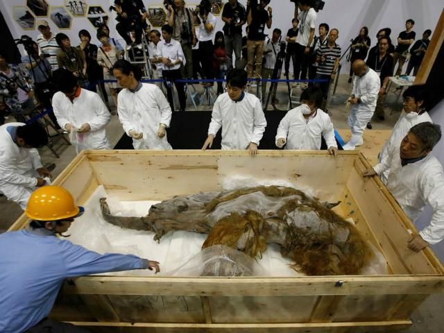 Юка - важнейший экспонат современной палеонтологии Юка - важнейший экспонат современной палеонтологии