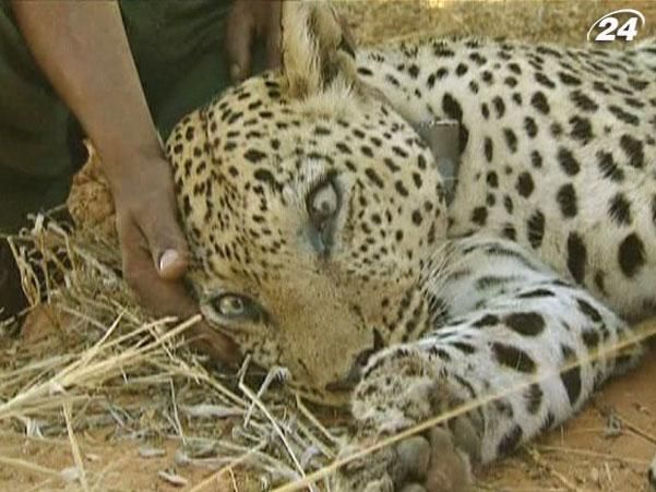 Дослідник леопардів: як підібратися до невловимої кішки Африки?