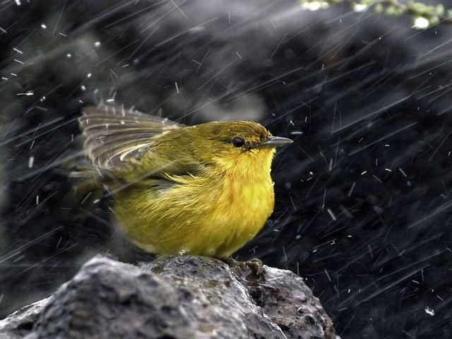 На вихідних захід України буде сонячним, а схід — дощовим На вихідних захід України буде сонячним, а схід — дощовим
