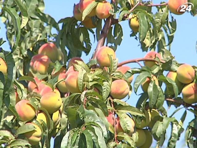 У Криму - небувалий врожай персиків