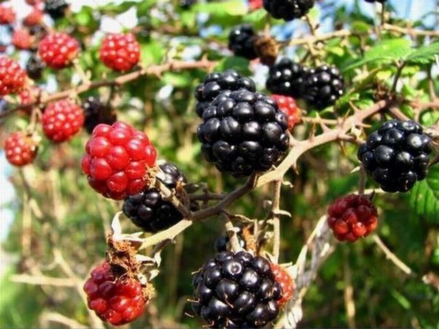 В течение месяца украинцев не будут пускать в Беларусь за ягодами В течение месяца украинцев не будут пускать в Беларусь за ягодами