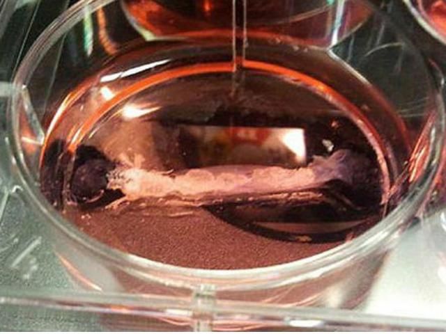 В Британии съели первый "синтетический" гамбургер В Британии съели первый "синтетический" гамбургер