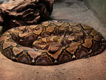 В Канаде питон задушил двух детей В Канаде питон задушил двух детей