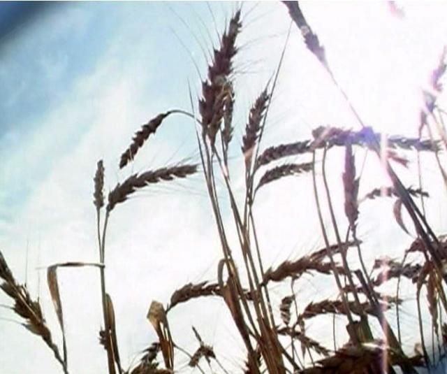 24 факта об Украине. Самые большие в мире запасы чернозема 24 факта об Украине. Самые большие в мире запасы чернозема