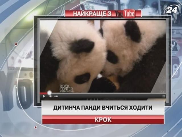 Відео, на якому дитинча панди вчиться ходити