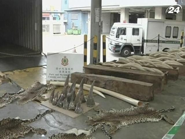 В Гонконге конфисковали рекордную контрабандную партию бивней В Гонконге конфисковали рекордную контрабандную партию бивней