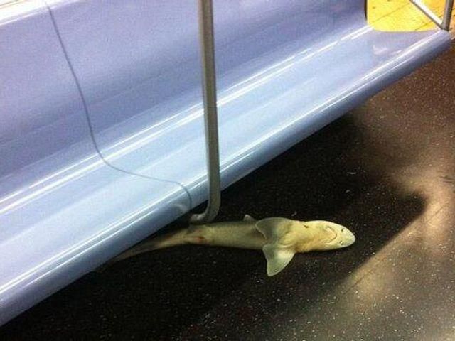 В Нью-Йорке в метро нашли мертвую акулу