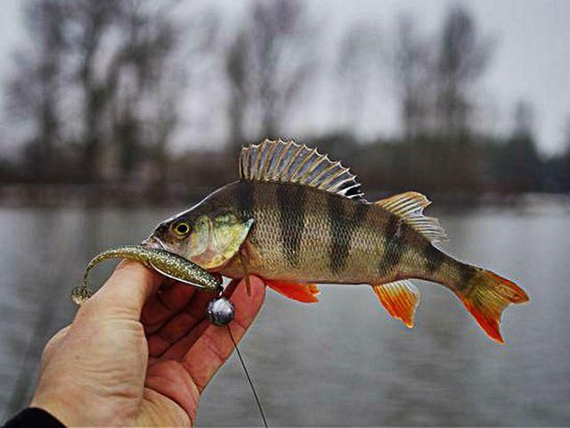 В українській рибі знайшли невідомий вид червів, який не гине В українській рибі знайшли невідомий вид червів, який не гине