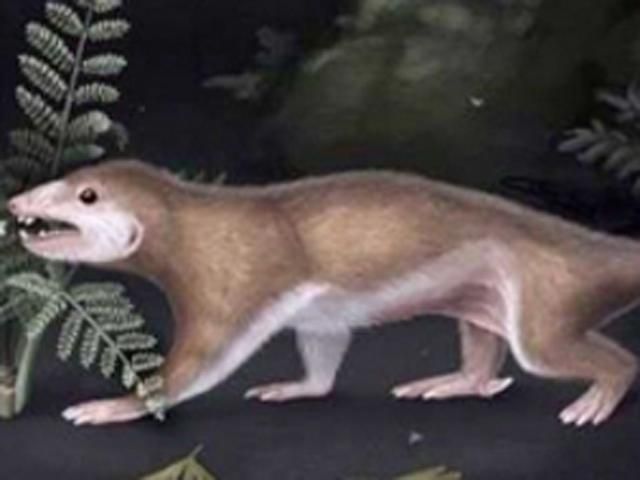 Археологи нашли белку, которая является предком человека Археологи нашли белку, которая является предком человека