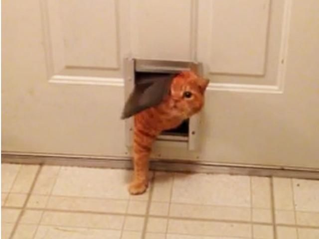 Відео дня: "Двійник" кота Гарфілда застряг у дверях 