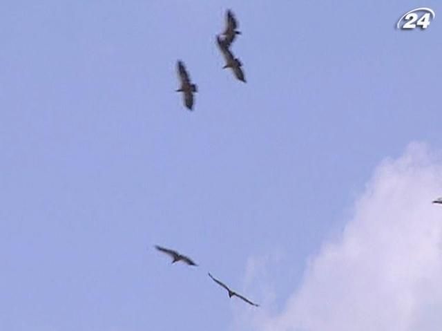 Півсотні рідкісних птахів одночасно кружляли над Кримом