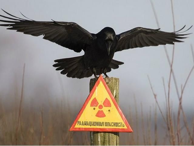 Американські науковці дослідили дерева-мутанти в Чорнобилі Американські науковці дослідили дерева-мутанти в Чорнобилі