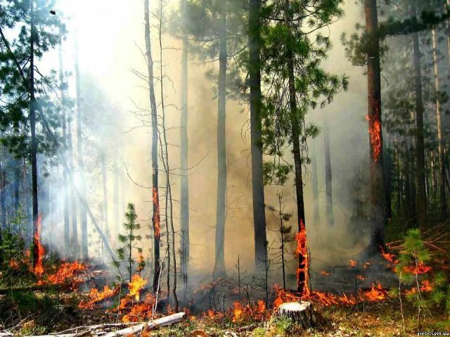 У Румунії горить ліс біля українського кордону 